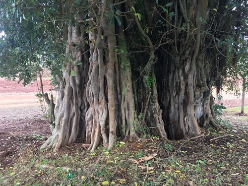 Mugumo tree at Karatina