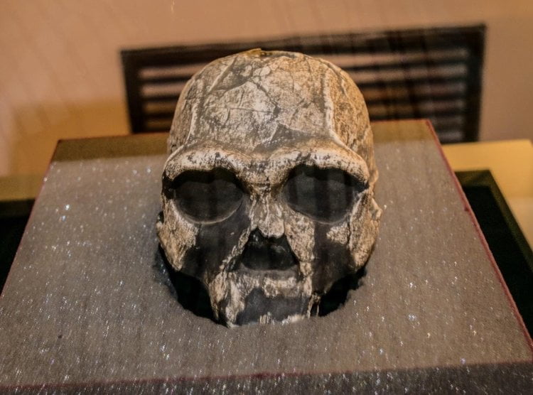 Figure 2: Homo Erectus skull on display in the Early Man gallery, National Museum of Kenya
