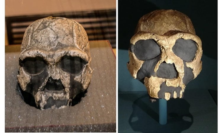 Figure 4: Left, Homo erectus skull found in National Museum, Kenya. Right, a model of the same skull in the Natural History Museum London.