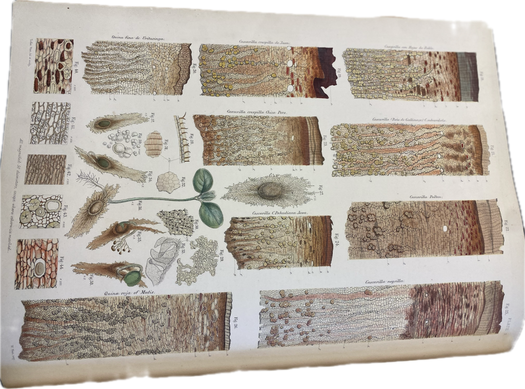 Image: Illustrations of cinchona bark after it had been studied at Kew Gardens | Image: Kew Gardens, John Eliot Howard’s Illustrations of the New Quiniology of Pavon 1862